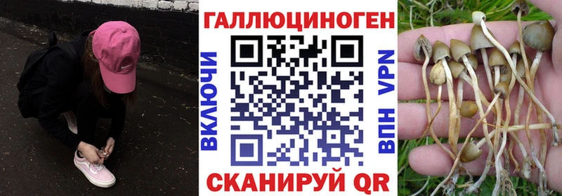 Псилоцибиновые грибы Psilocybine cubensis  дарк нет формула  Александров 